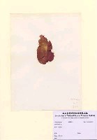 藏品(Grateloupia sp.)的圖片